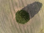 Lonetree.jpg