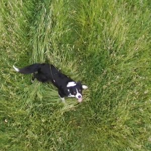 K9 Eddie the collie cross, running with a drone.